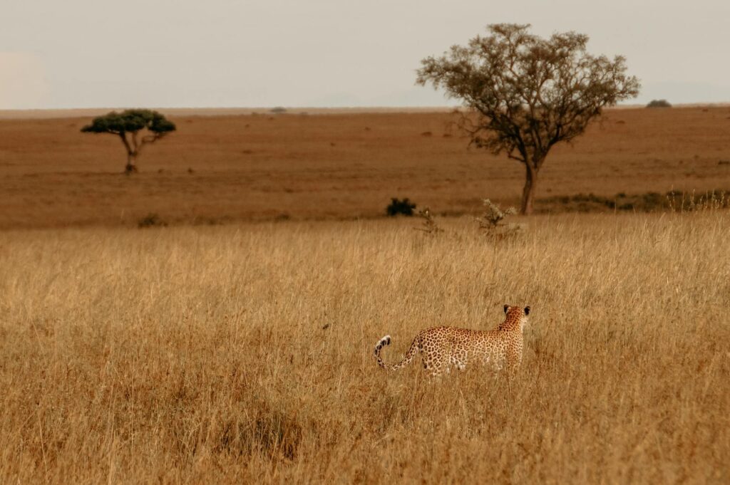 Arbeit, Natur, Tierschutz, Afrika, Visum, Lebensstil